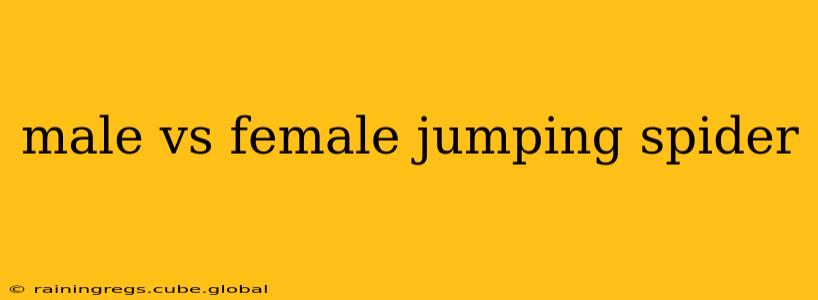 male vs female jumping spider