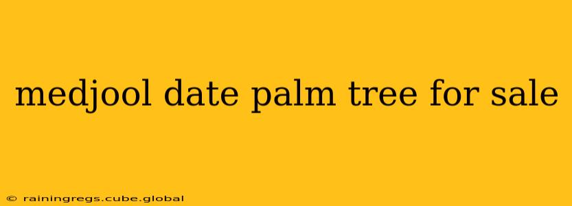medjool date palm tree for sale