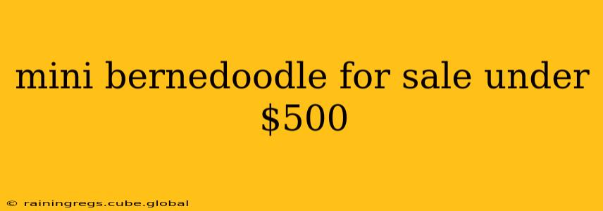 mini bernedoodle for sale under $500