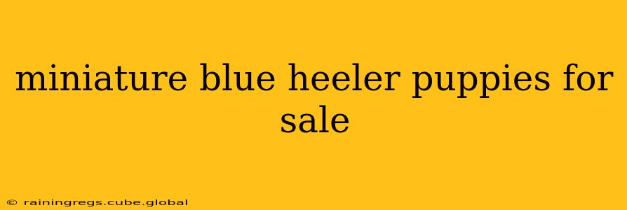 miniature blue heeler puppies for sale
