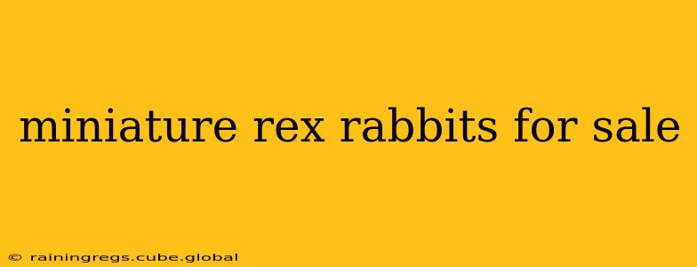 miniature rex rabbits for sale