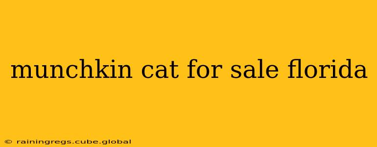 munchkin cat for sale florida