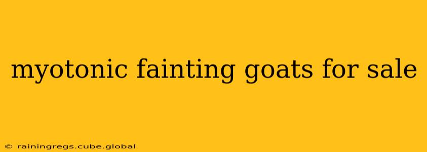 myotonic fainting goats for sale