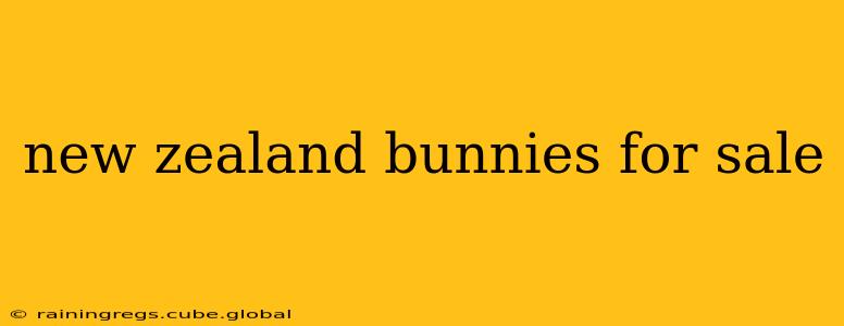 new zealand bunnies for sale
