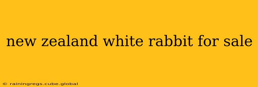 new zealand white rabbit for sale