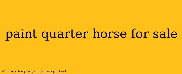 paint quarter horse for sale