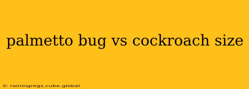 palmetto bug vs cockroach size