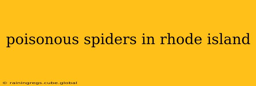 poisonous spiders in rhode island