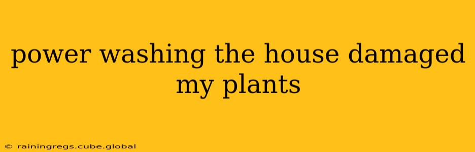 power washing the house damaged my plants