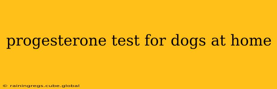 progesterone test for dogs at home
