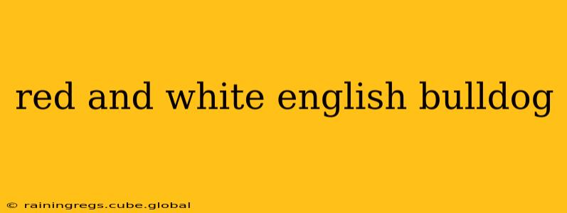 red and white english bulldog