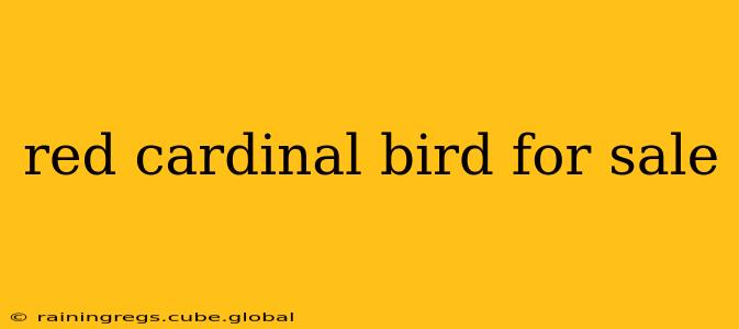red cardinal bird for sale