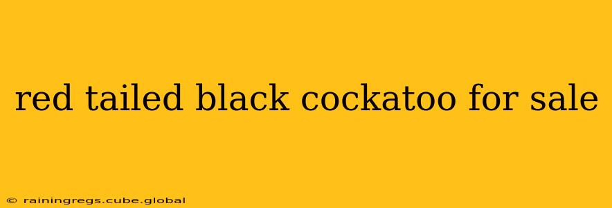 red tailed black cockatoo for sale