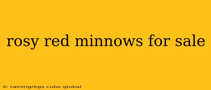 rosy red minnows for sale