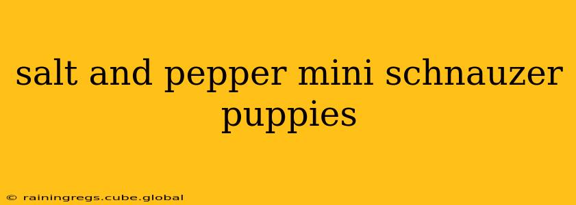 salt and pepper mini schnauzer puppies