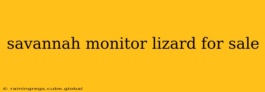 savannah monitor lizard for sale