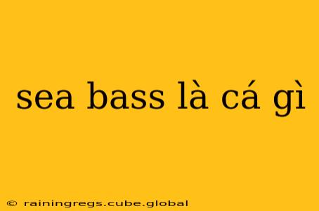 sea bass là cá gì