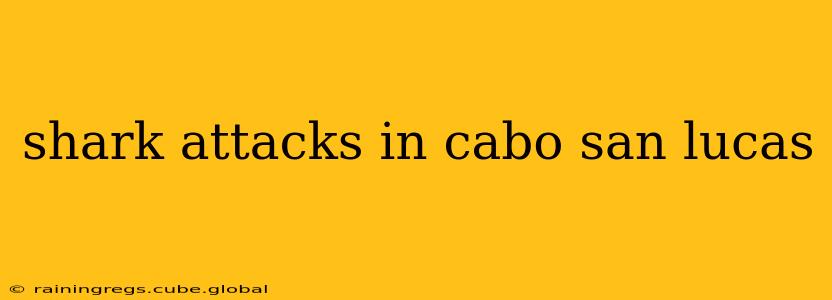 shark attacks in cabo san lucas