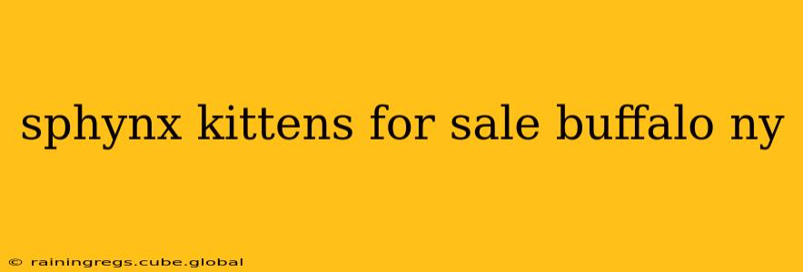 sphynx kittens for sale buffalo ny