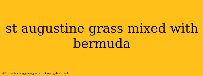 st augustine grass mixed with bermuda