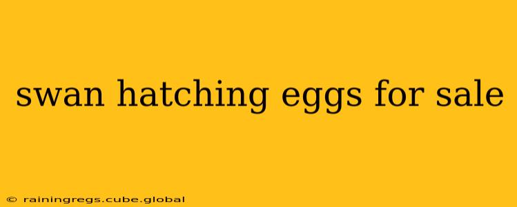 swan hatching eggs for sale