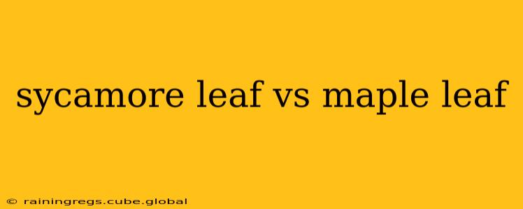 sycamore leaf vs maple leaf