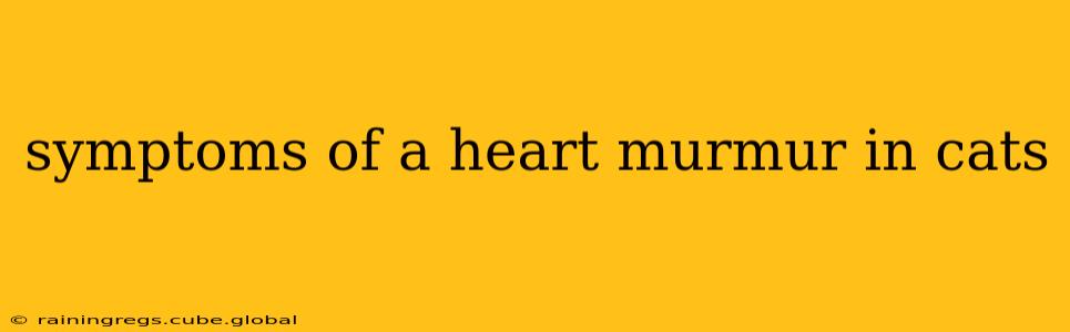 symptoms of a heart murmur in cats