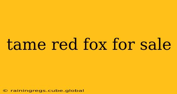 tame red fox for sale