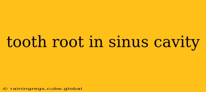 tooth root in sinus cavity