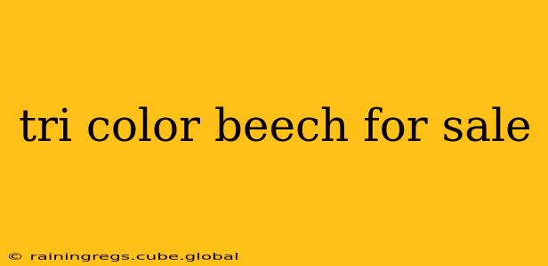 tri color beech for sale