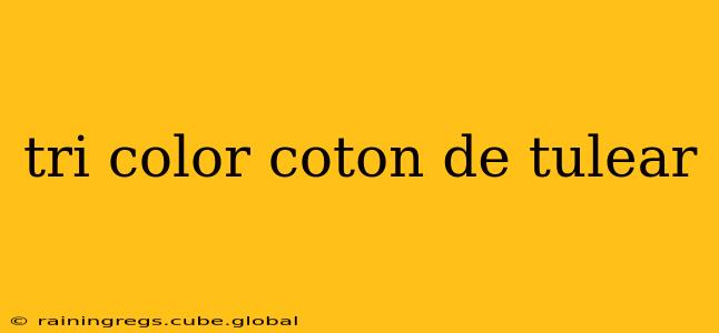 tri color coton de tulear