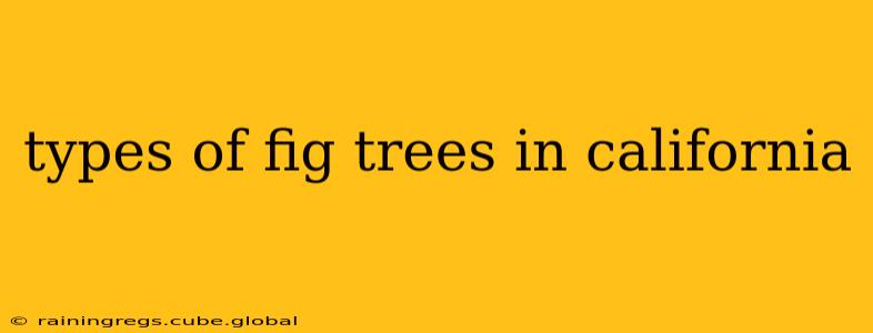 types of fig trees in california