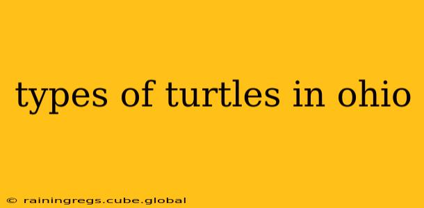 types of turtles in ohio