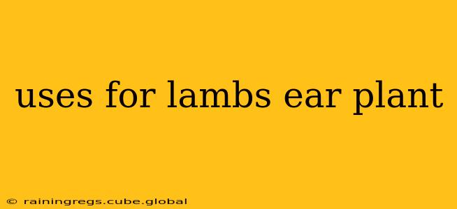 uses for lambs ear plant