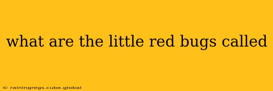 what are the little red bugs called