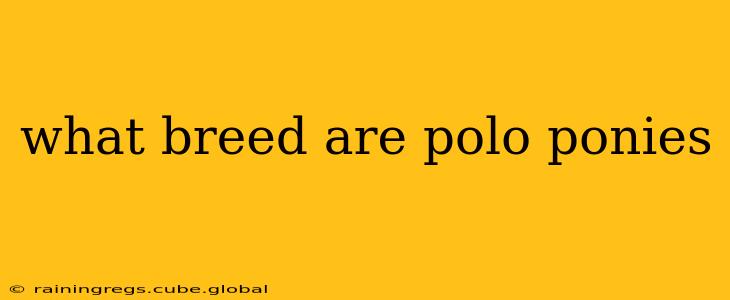 what breed are polo ponies