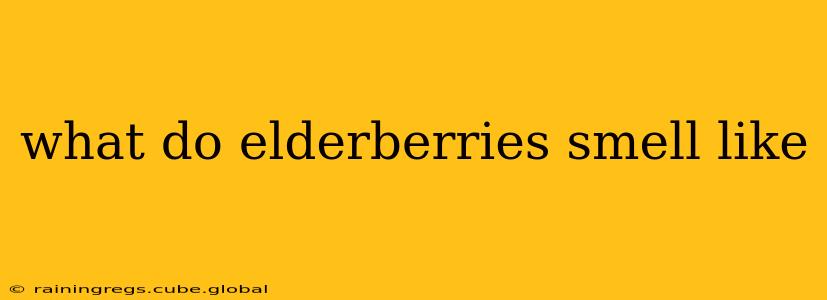 what do elderberries smell like