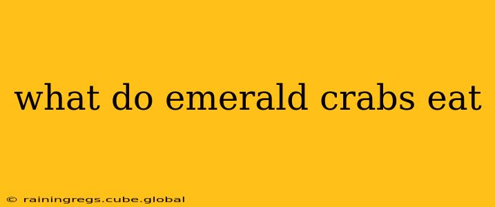 what do emerald crabs eat