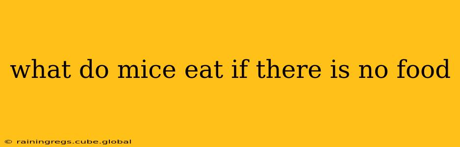 what do mice eat if there is no food