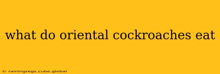 what do oriental cockroaches eat