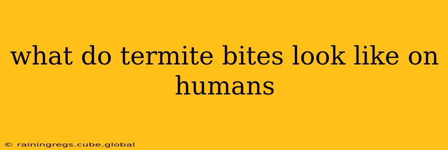 what do termite bites look like on humans