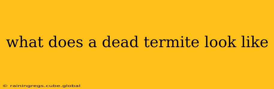 what does a dead termite look like