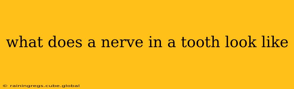what does a nerve in a tooth look like