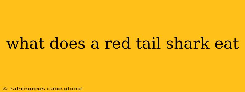 what does a red tail shark eat