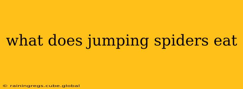what does jumping spiders eat