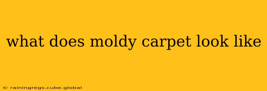 what does moldy carpet look like