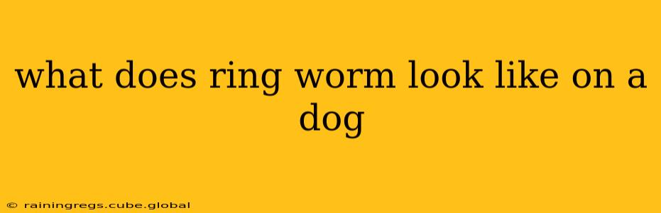 what does ring worm look like on a dog