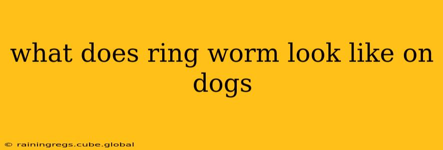 what does ring worm look like on dogs