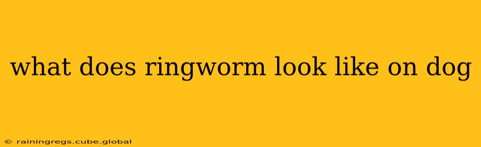 what does ringworm look like on dog
