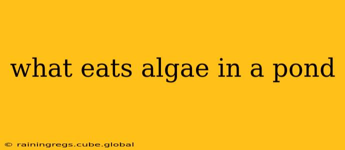 what eats algae in a pond
